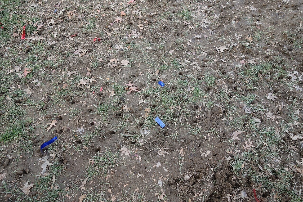 Close-up example of aerated grass and soil plugs