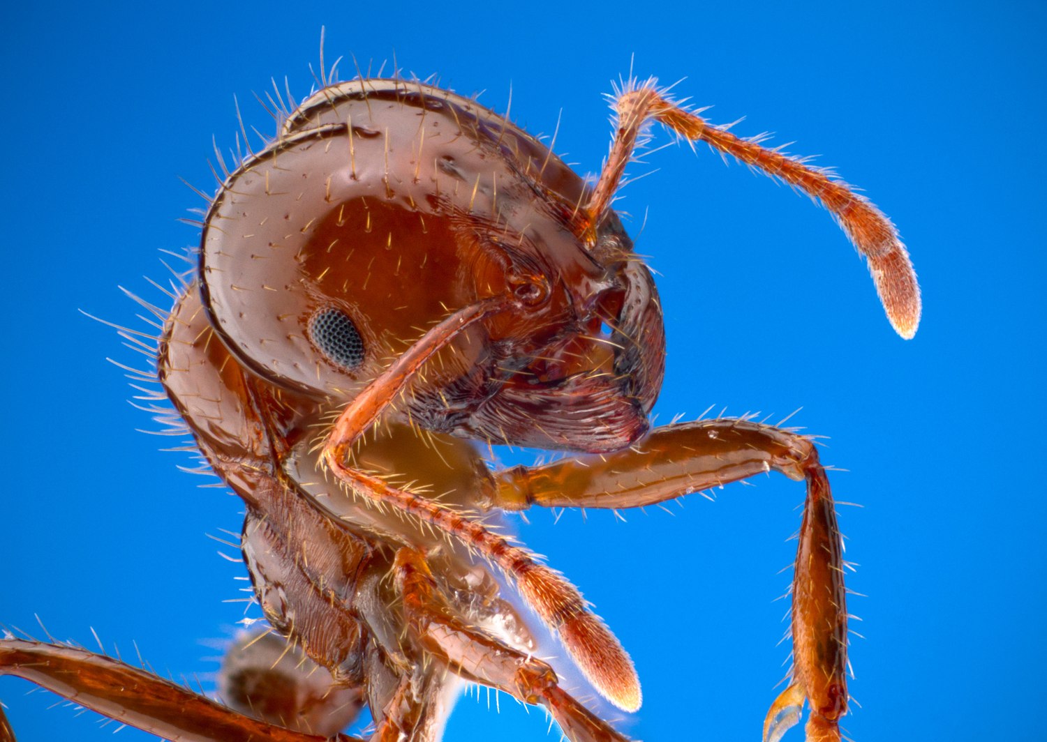 Close-up photograph of a red imported fire ant