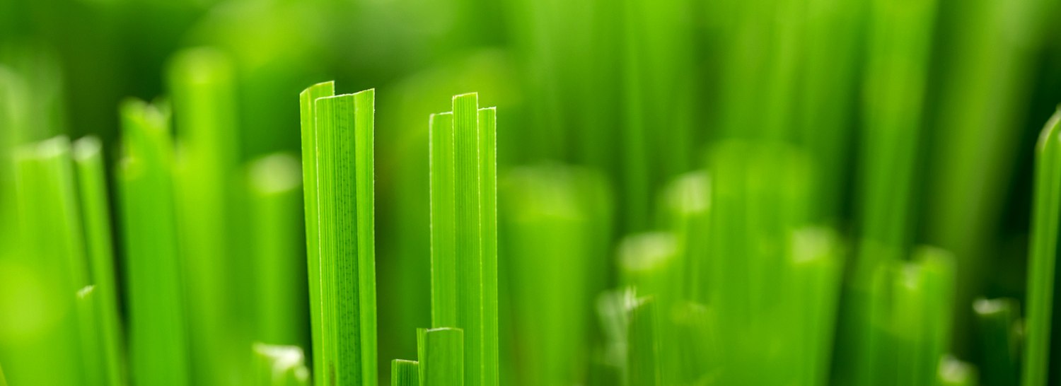 Close-up of healthy green grass blades